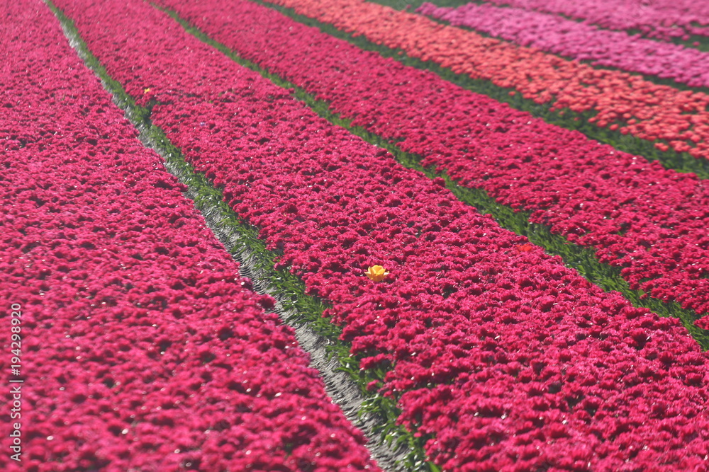 Blumenfeld mit roten Tulpen Blumenfeld mit roten Tulpen