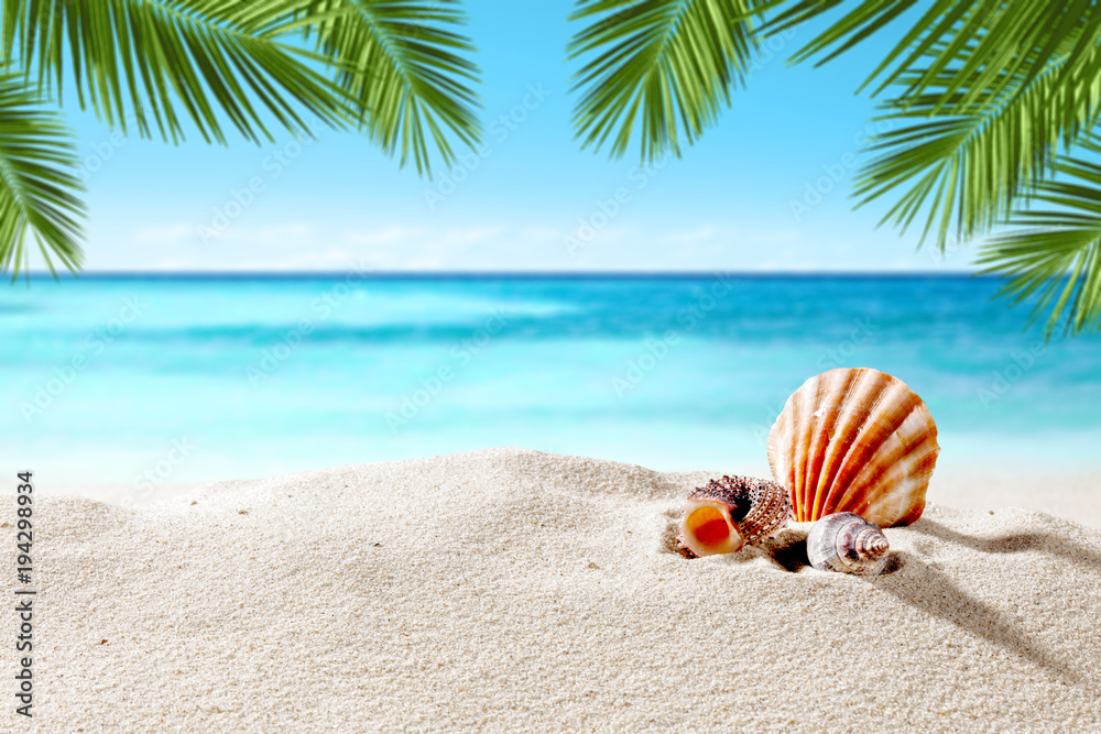 Obraz premium shell on sand and summer time