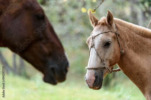beautiful horse portrait at the nature