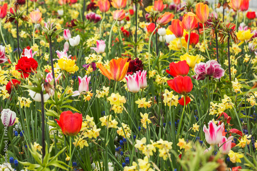 Fototapeta premium Holland beautiful vivid tulip fields