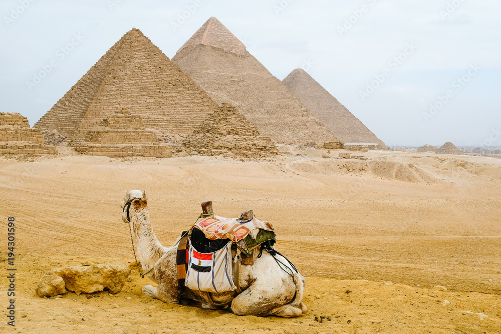 Fototapeta premium Camel sitting in front of the pyramids at Giza, Egypt