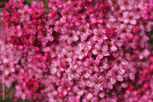 pink Flammenblumen (Phlox) © detailfoto