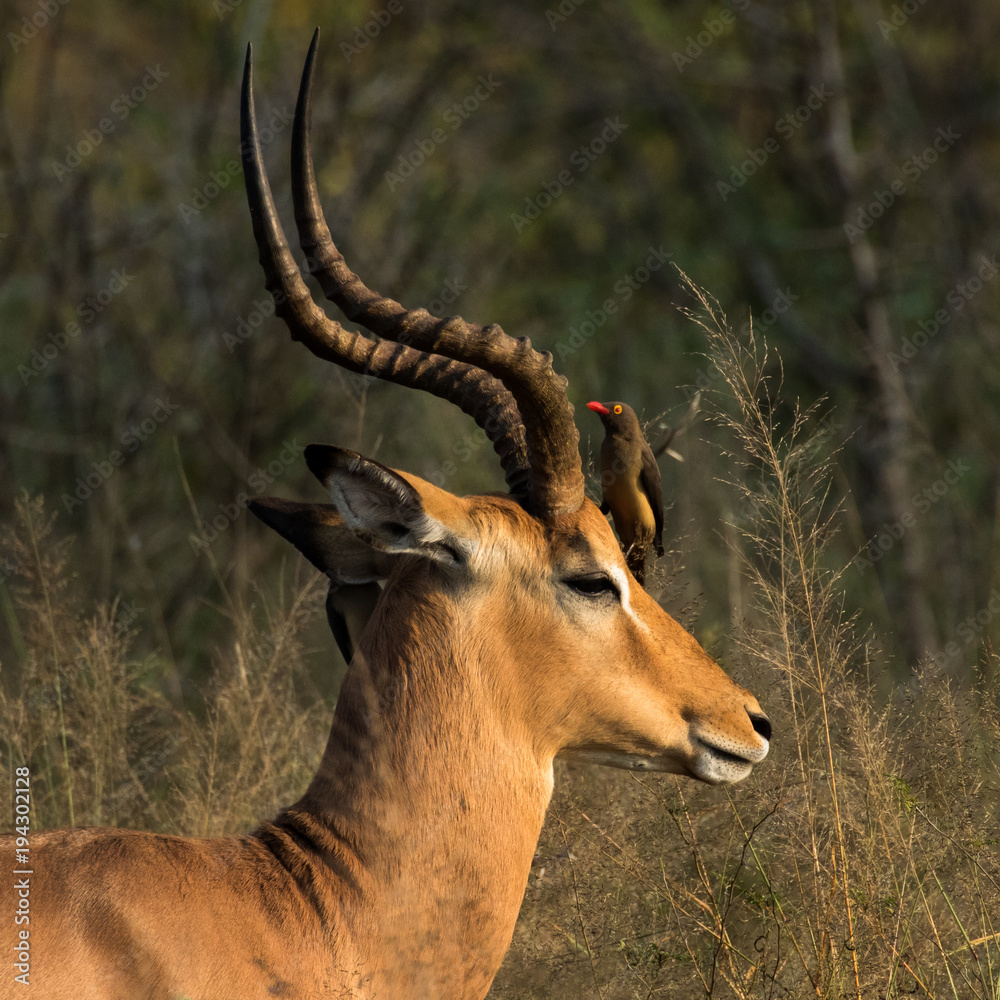 Portrait of a young impala ram early morning in the Kruger National Park in South Africa. A red-billed oxpecker bird is looking for tick on its head Portrait of a young impala ram early morning in the Kruger National Park in South Africa. A red-billed oxpecker bird is looking for tick on its head