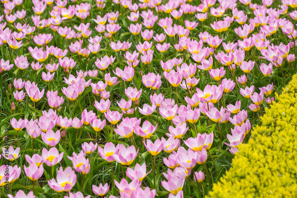Naklejka premium pink tulips in the garden