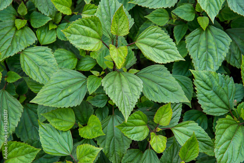 Green Leaves background