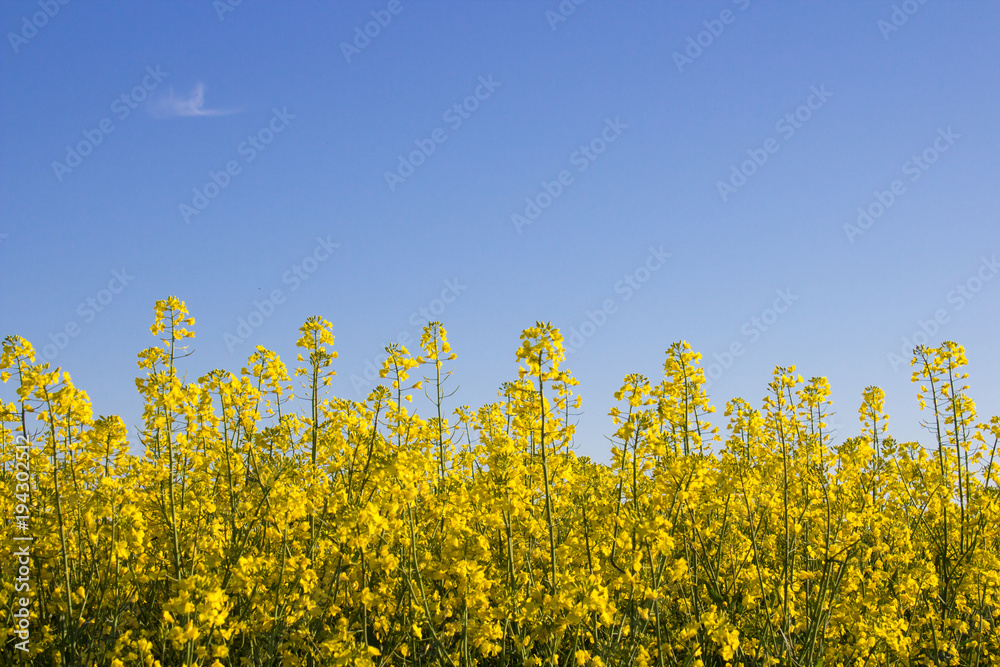 oilseed rape field oilseed rape field