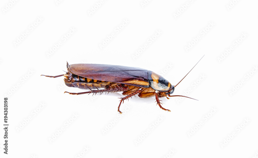 cockroach insect isolated on white background cockroach insect isolated on white background