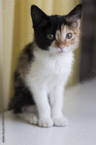 A three-colored kitten sits on the windowsill.