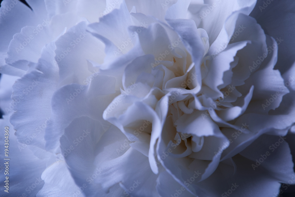 one white carnation flower in reflecting vase with water on dark one white carnation flower in reflecting vase with water on dark