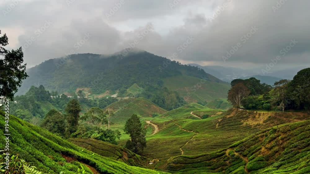 Fog and mist on tea plantations in Cameron Highlands, Malaysia. 4k time-lapse
Fog and mist on tea plantations in Cameron Highlands, Malaysia. 4k time-lapse