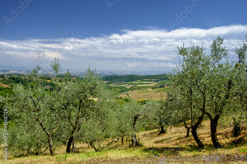 Summer landscape near Montepulciano