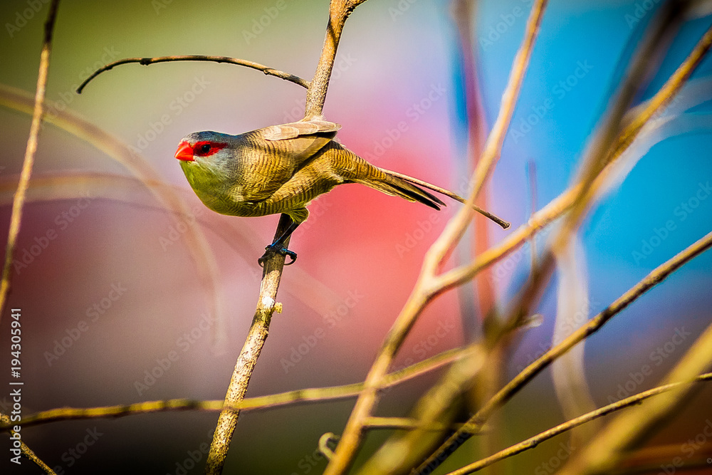 Obraz premium bico-de-lacre