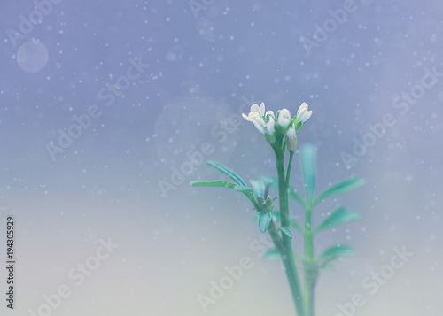 Macro view of flower in the snow