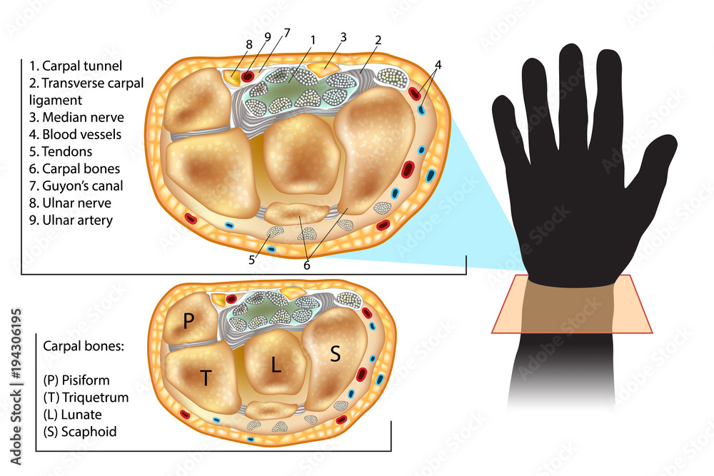 Wrist Cross Section Showing Carpal Tunnel. Cross section through hand