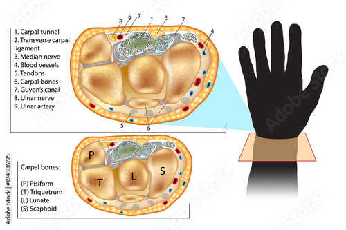 Wrist Cross Section Showing Carpal Tunnel. Cross section through hand