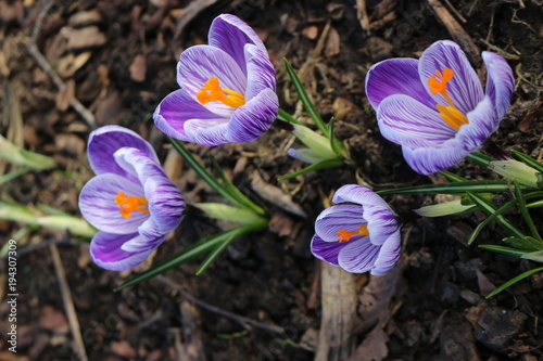 Purple crocuses in the garden. Violet spring flowers. photo
