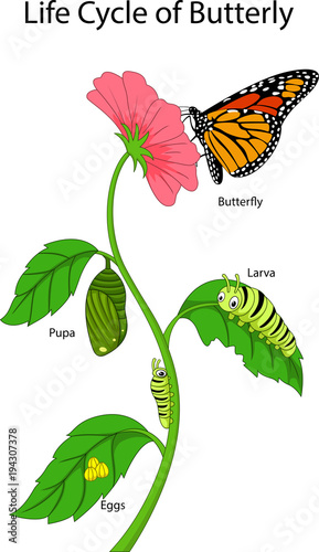 Illustration of a monarch butterfly life cycle