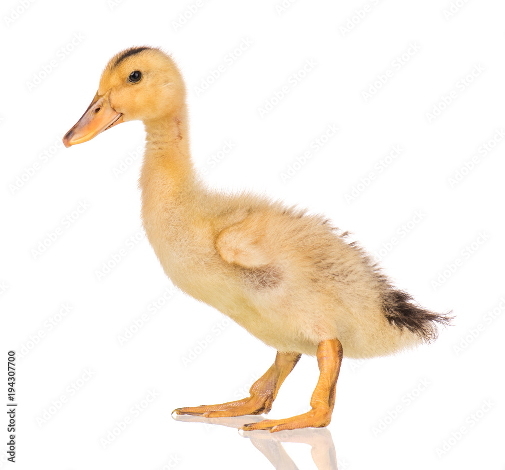 Cute little yellow newborn duckling isolated on white background. Newly hatched duckling on a chicken farm. Cute little yellow newborn duckling isolated on white background. Newly hatched duckling on a chicken farm.
