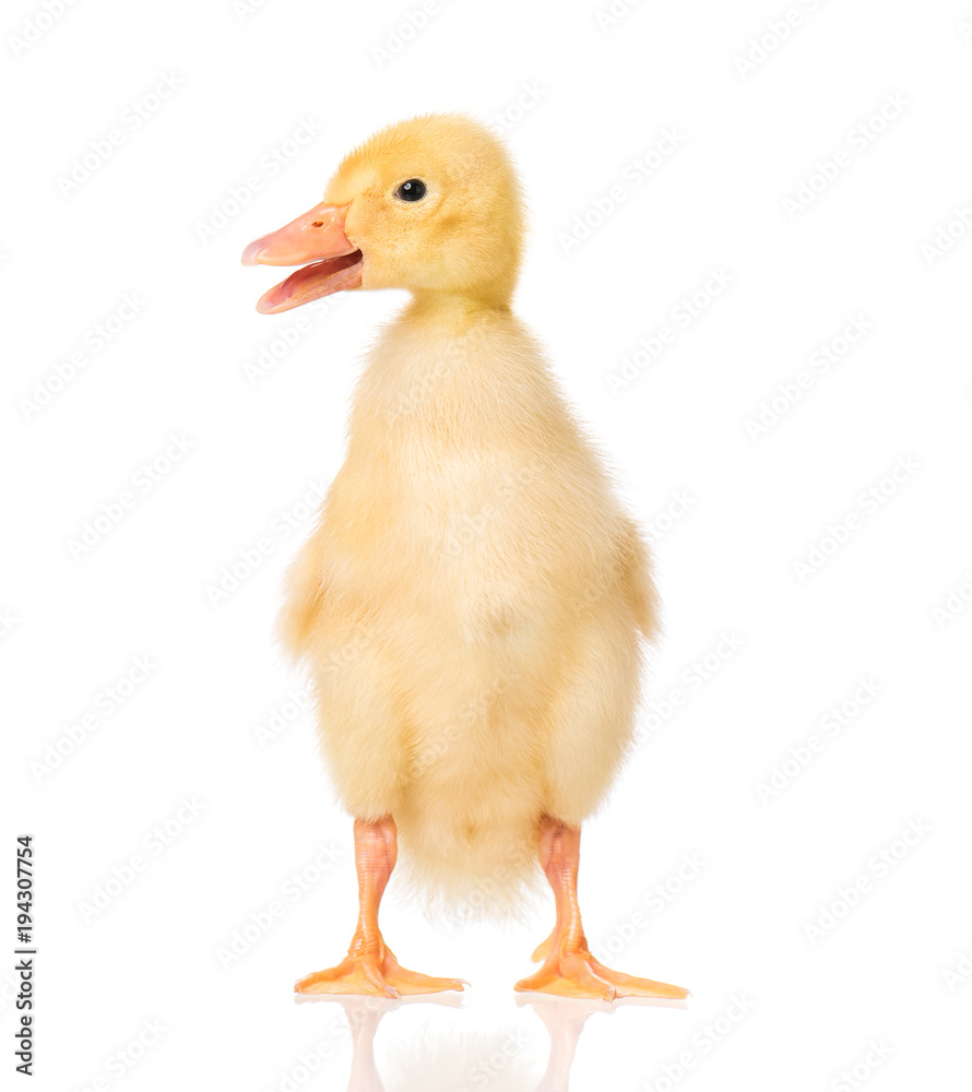 Cute little yellow newborn duckling isolated on white background. Newly hatched duckling on a chicken farm. Cute little yellow newborn duckling isolated on white background. Newly hatched duckling on a chicken farm.