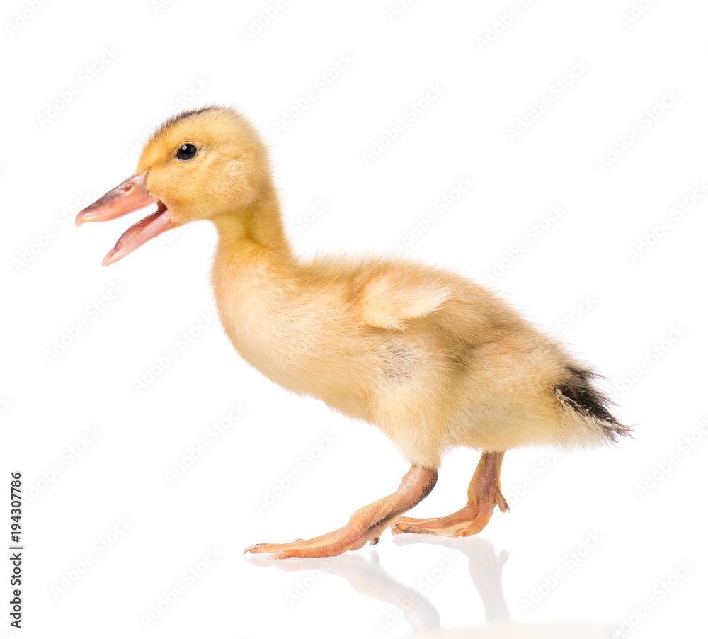 Cute little yellow newborn duckling isolated on white background. Newly hatched duckling on a chicken farm. Cute little yellow newborn duckling isolated on white background. Newly hatched duckling on a chicken farm.
