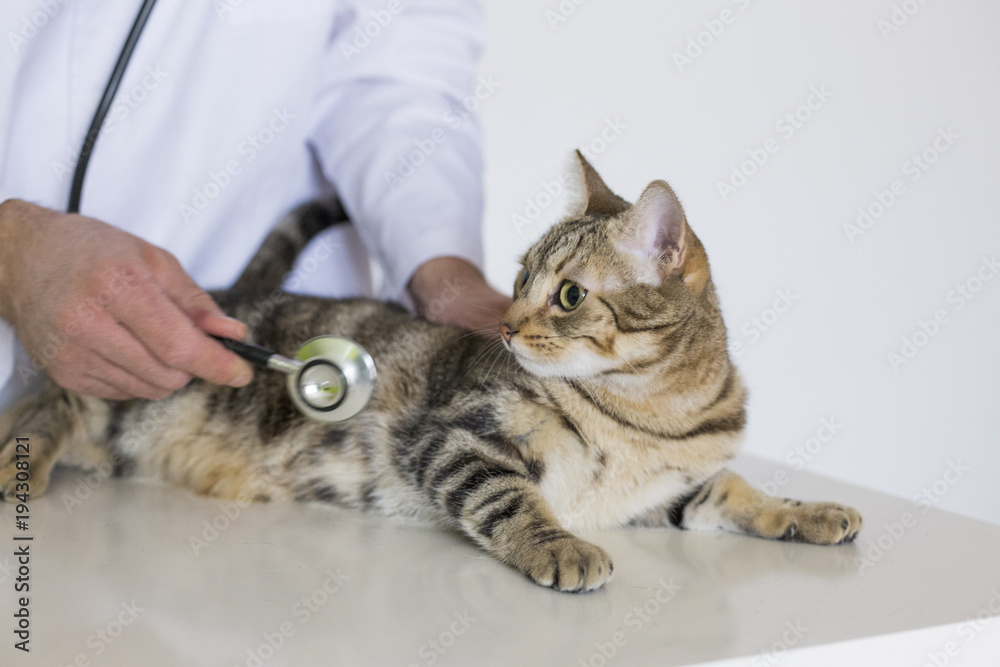 young veterinarian man examining a cute cat by using stethoscope, isolated on white background. Indoors