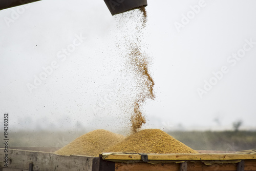 Unloading screw a combine harvester. Unloading grain from a combine harvester into a truck body photo