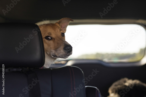 View of a puppy sitting in the rear of a car looking forward