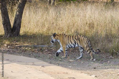 A tiger walking inside bandhavgarh national park on a hot summer day during a wildlife safari