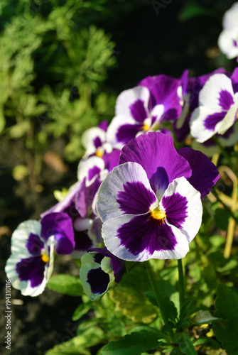 white and purple Viola tricolor pansy flowers on flowerbed at sunny day