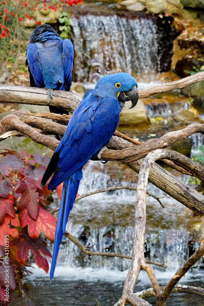 Two Blue macaws