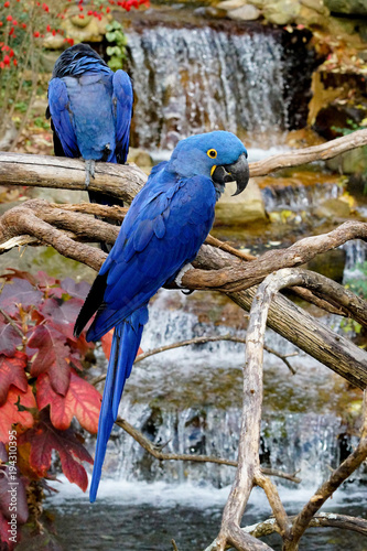Two Blue macaws