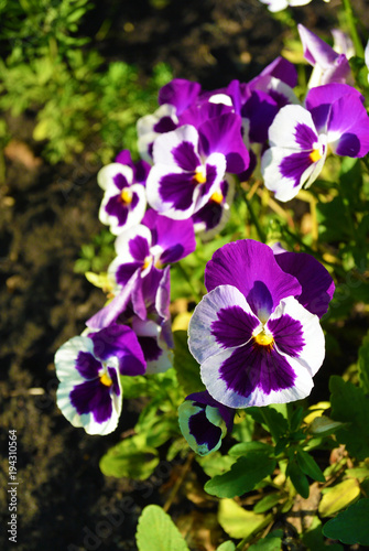 white and purple Viola tricolor pansy flowers on flowerbed at sunny day