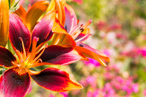 Fotografía beautiful flower lily background for leaflets, lily forever susan