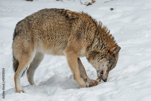 stehender Wolf im Schnee frisst gerade ein Stück Fleisch. © wttbirdy
