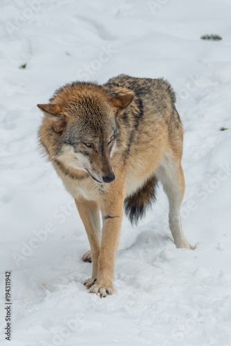 stehender Wolf im Schnee. © wttbirdy