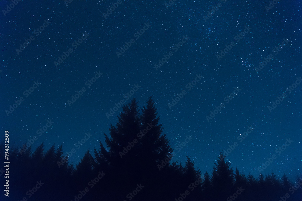 Silhouettes of forest with Milky Way stars above. 