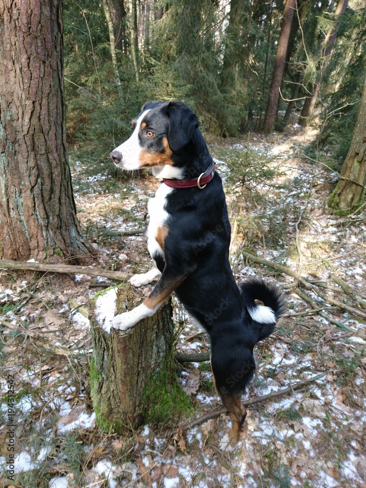 Appenzeller Sennenhund, Hund im Wald Appenzeller Sennenhund, Hund im Wald