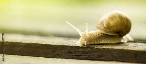 Web banner of a slow slimy snail