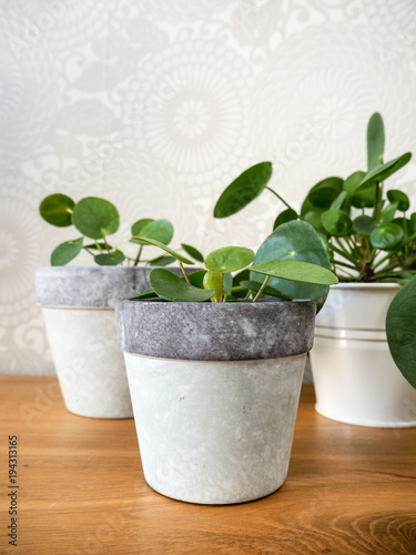 Pilea peperomioides( Urticaceae) mother plant with two propagated baby plants on a wooden table