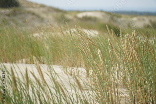 Fototapeta Naklejka Na Ścianę i Meble -  Grass in sandy land