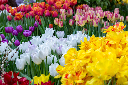 Colorful bright tulips blossom in early spring  