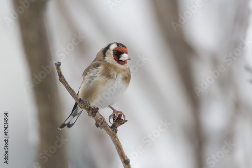 Goldfinch (Carduelis carduelis) in the snow