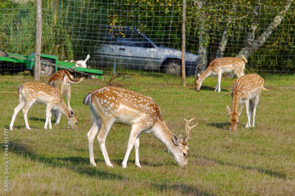 group of deers in a garden group of deers in a garden