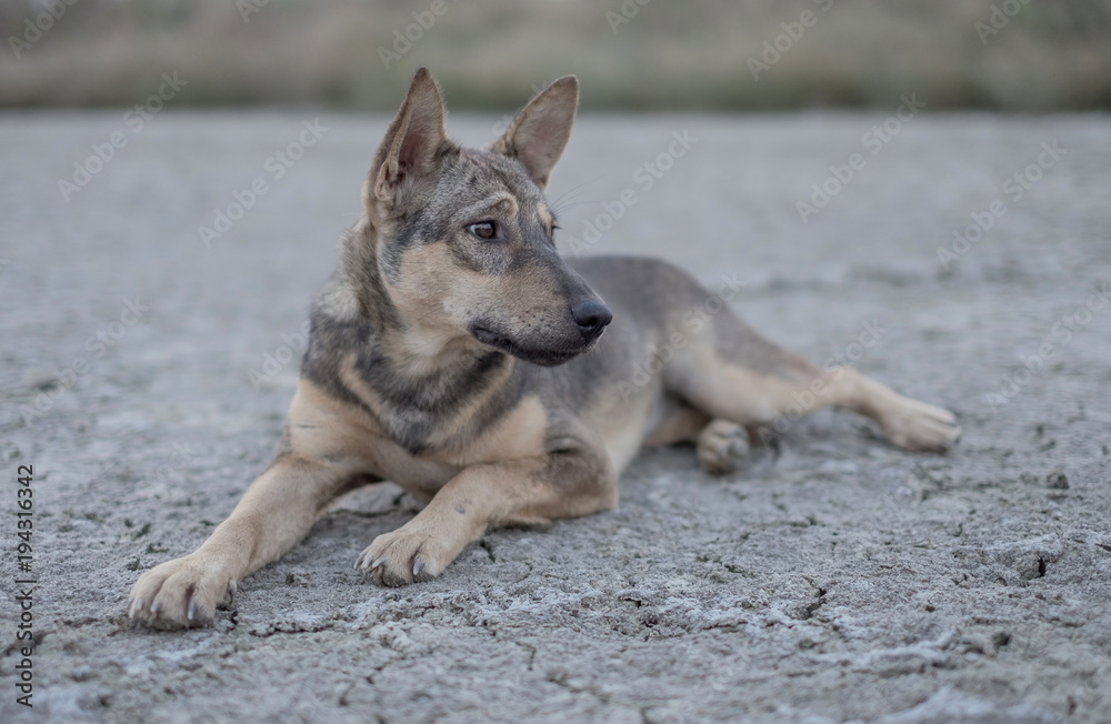 Fototapeta premium Dog sitting on dry ground. Expression confused and lonely, soft focus.