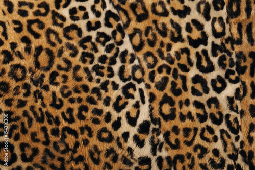 détail texture tissu léopard