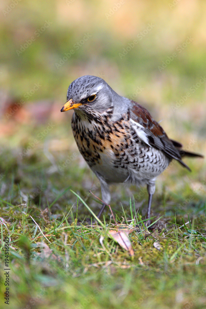Single Fieldfare bird on grassy wetlands during a spring nesting period Single Fieldfare bird on grassy wetlands during a spring nesting period