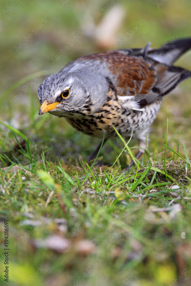 Single Fieldfare bird on grassy wetlands during a spring nesting period Single Fieldfare bird on grassy wetlands during a spring nesting period