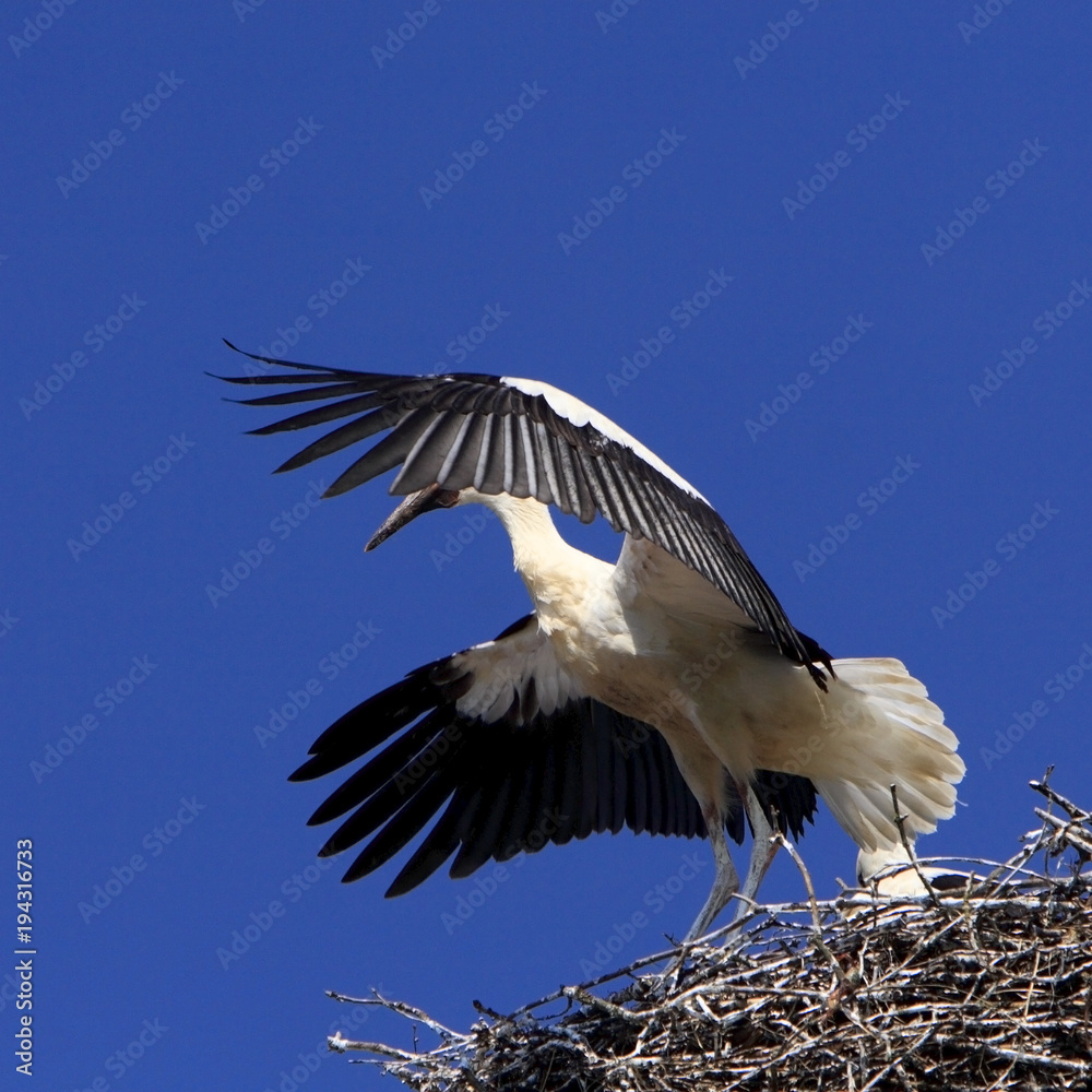 Obraz premium Single white Stork bird on a nest during the spring nesting period