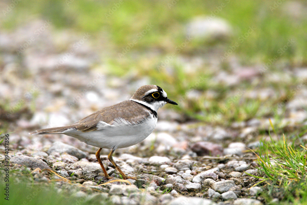 Single Little Ringed Plover bird on grassy wetlands during a spring nesting period Single Little Ringed Plover bird on grassy wetlands during a spring nesting period