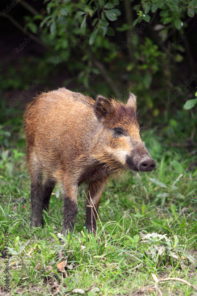 Single juvenile Wild boar in a forest during summer period Single juvenile Wild boar in a forest during summer period